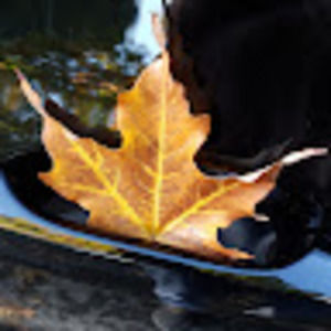 Meet your Posher, Matthew